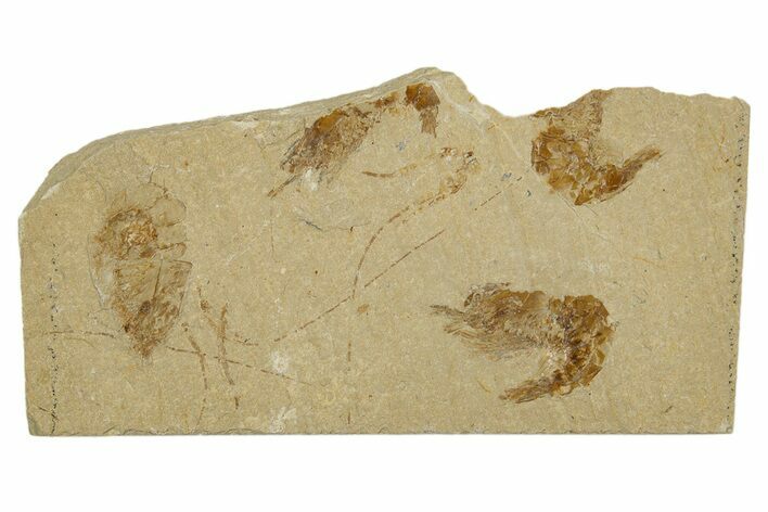 Three Cretaceous Fossil Shrimp - Lebanon #308520